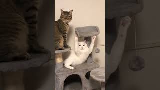 The end 😂 #funny #viral #shorts #pets #petsfriendships #funnyvideos #foryou #cat #fail #fails #fyp