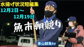 【速報】【水揚げ状況🐟短編集】12月2日〜12月19日