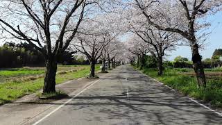 【宮崎県宮崎市】桜のトンネル  宮崎市垂水公園【Mavic Air 空撮】