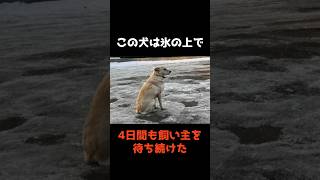 【㊗️25万再生🎉氷の上で4日間、飼い主を待つ犬】 #shorts #事件