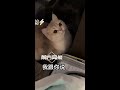 【pupu噗噗】论养猫清洁的重要性