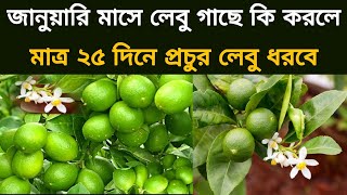 লেবু গাছে খুব সহজেই প্রচুর ফুল ধরাতে হলে জানুয়ারি মাসে কি করতে হবে এবং ঘরোয়া কি সার দিতে হবে দেখুন