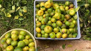 ep. 130 got to harvest tangerine