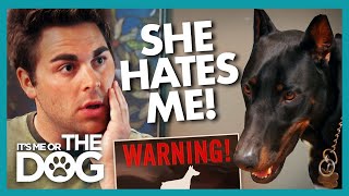 Daisy the Doberman HATES This Guy | It's Me or The Dog