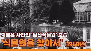 지금은 사라진 '남산식물원' 초기모습 '식물원을 찾아서'