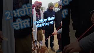 2 ਮਹੀਨੇ ਦਾ ਬੱਕਰਾ ਚੀਜ਼ #top ਆ। #channel_subscribe #belong_to_punjab   #goat #goat_farming #trending