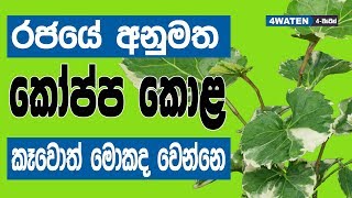 රජයේ අනුමත කෝප්ප කොළ කෑවොත් වෙන දේ මෙන්න : Benefits of Croton Leaves