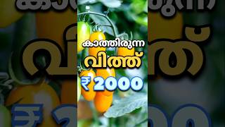 അപൂർവ്വയിനം | ₹26 ന് വീട്ടിൽ വരും വിത്ത് | #vegetables #gardening #flowers