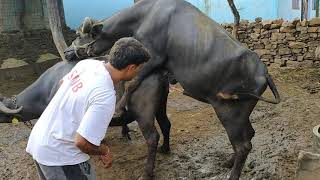 Desi Buffalo breeding || animal reproduction // malwa kisaan