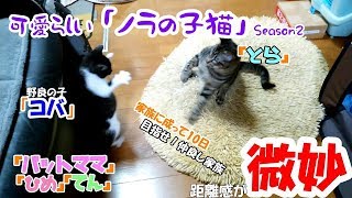 可愛らしい「ノラの子猫」Season2 #8 元気いっぱいの子猫 「一生懸命さに癒される！」保護から10日、随分慣れて来ました！