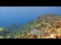 awa milkfish on aqualink mega lab hawaii live stream