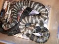 Mating Tiger Snakes Notechis scutatus with the Snake Man