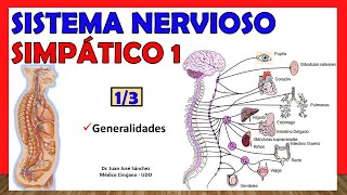🥇 SISTEMA NERVIOSO SIMPÁTICO 1/3 - Generalidades - ¡Explicación Sencilla!