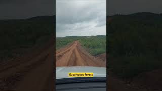 Eucalyptus forest ... #eucalyptus #forest #sumatera #indonesia #shortvideo #subscribe #automobile