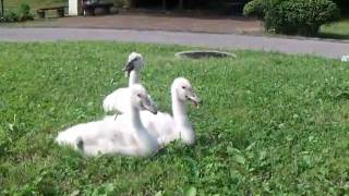 (千葉県我孫子市)手賀沼親水広場の白鳥とヒナ(Mute Swan)