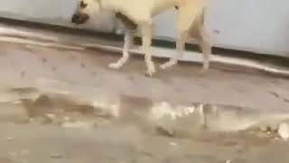 Dog dance ឆ្កែរាំតាមភ្លេង