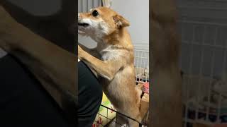 めっちゃヒコーキ耳でなでなでをせがむ豆柴　＃shorts ＃豆柴 ＃柴犬