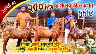 বিদেশি ছাগলের সেরা কালেকশন 2025 || Hybird Goats Collection in westbengal || goat farm