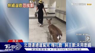 北捷連通道驚見「梅花鹿」 飼主歉:未用牽繩｜TVBS新聞 20240708