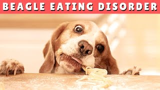 7 Reasons Why Your Beagle Won’t Eat