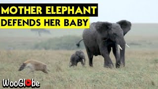 Mother Elephant protects baby || WooGlobe