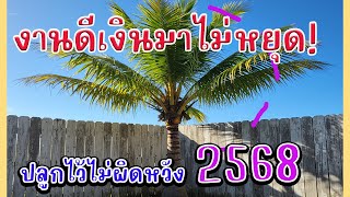 🪴💰ปลดล็อคความมั่งคั่ง! ต้นไม้มงคล 2568 ต้องมี! 'มะพร้าว' ไม้คาถาเสริมลาภ ทำง่ายได้ผลจริง