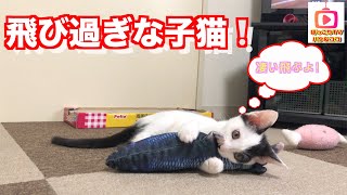 【保護子猫】身体能力が高すぎる生後2ヶ月半の可愛い子猫！cat