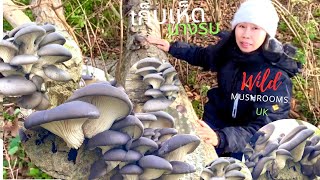 เก็บเห็ดนางรมงามจริงๆ เจอ 4 วันที่แล้วโตแล้ว มีเพิ่ม. Wild OYSTER Mushrooms UK #เก็บเห็ดนางรมอังกฤษ