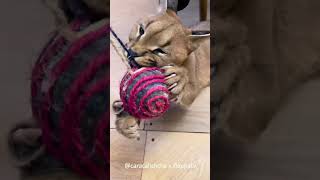 Floppa Rosa is Hungry : Caracal #shorts