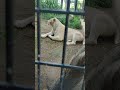 残夏🍆㉘ホワイトライオン・白獅子・リズムちゃん・沖縄こどもの国・・・white_lion・okinawa zoo u0026 museum 20220921