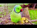 ll talking parrot calling sounds parrot calling sounds parrot calling sounds parrot calling