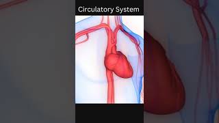 Circulatory System