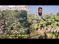 Baingan (بینگن) ki pruning ka treeka aur zaroort |Brinjal /Eggplant pruning method |IR FARM
