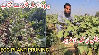 Baingan (بینگن) ki pruning ka treeka aur zaroort |Brinjal /Eggplant pruning method |IR FARM