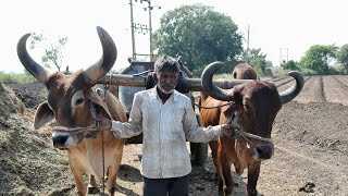 વાડી ની મોજ  આજે વાડીએ ચા બનાવી ☕