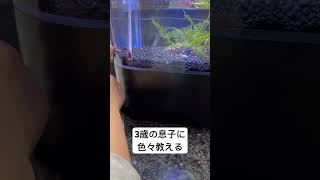 ちょっとずつ言葉を覚えてるね#funny #アクアリウム #水槽 #cute #シュリンプ #レッドビー