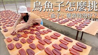 烏魚子到底怎麼挑？在大海搏鬥的烏魚「血子」藥效特別好？老闆來告訴你