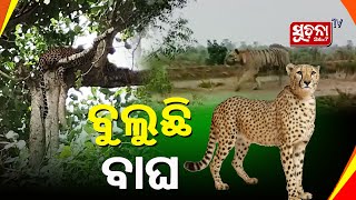 କେନ୍ଦ୍ରାପଡ଼ାର ବିଭିନ୍ନ ସ୍ଥାନରେ ବାଘ ବୁଲୁଥିବାର ଦୃଶ୍ୟ କ୍ୟାମେରାରେ କଏଦ