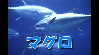 ゆかいなどうぶつたち　うみのおともだち「マグロ」