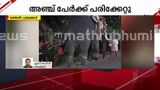 പാലക്കാട് അയ്യപ്പൻ വിളക്കിനിടെ ആനയിടഞ്ഞു| Mathrubhumi News