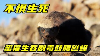 实拍蜜獾生吞鼓腹咝蝰，剧毒让它直接瘫痪，但两个小时后又满血复活 | 世间放映厅