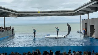 上越市立水族博物館 うみがたり イルカショー