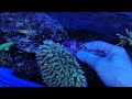 acropora desalwii indo xl coral gandalf