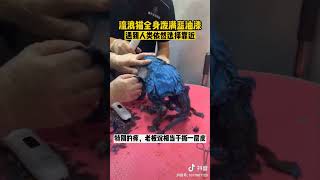 不爱请别伤害 流浪猫已经很不容易了