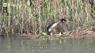 カンムリカイツブリの交尾と営巣［HD］