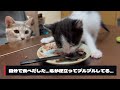 【保護ねこ】生後1ヶ月　ついに初めての離乳食　ついでに初めてトイレで自分でう〇ち　夜と月　vol.7