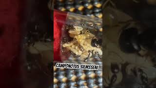 希氏巨山蟻Camponotus siemsseni /我的第一隻中型工蟻 #shorts #ants