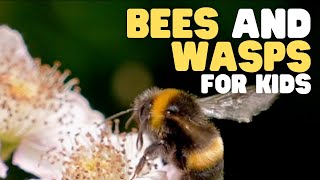 Bees and Wasps for Kids | Learn all about these interesting insects