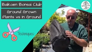 How and why to grow bonsai on the ground vs in the ground - Technique - Baikoen Bonsai Club