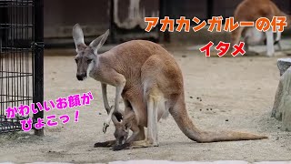 【愛媛県とべ動物園】かわいいお顔がママの袋からぴょこっ！アカカンガルーニンニクの仔イタメ🦘🍼